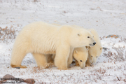 POLAR BEARS OF HUDSON BAY
